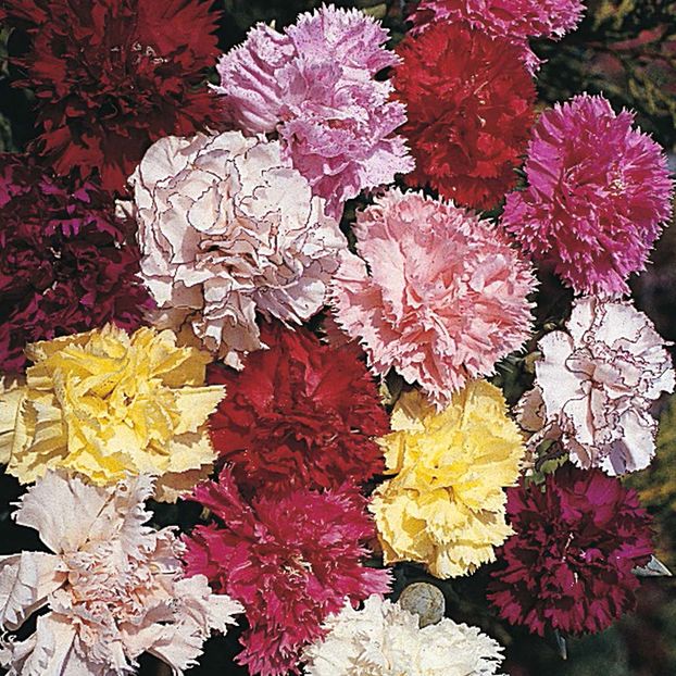 Garofite parfumate dianthus Choice Double mix0