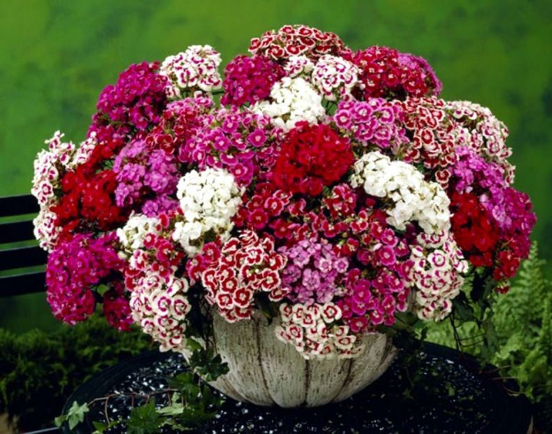 Garofite turcesti Dianthus Pinocchio Mix 1