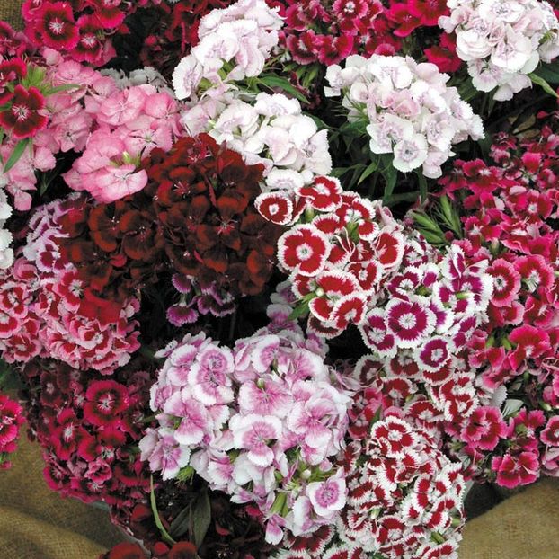 Garofite turcesti Dianthus Pinocchio Mix 2