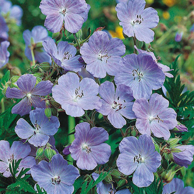 Geranium pratense Cranesbill