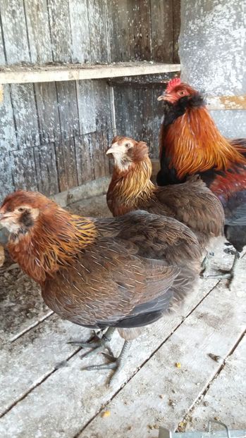 IMG-20160914-WA0000 - ARAUCANA 2016 Achizitie Ungaria