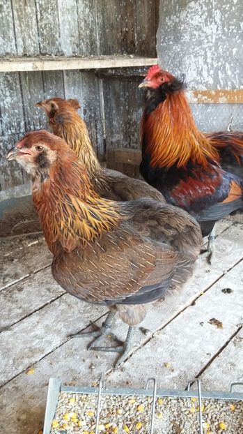 IMG-20160914-WA0004 - ARAUCANA 2016 Achizitie Ungaria