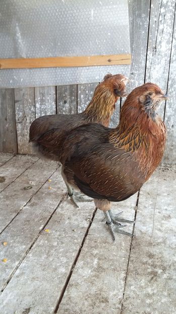 IMG-20160914-WA0005 - ARAUCANA 2016 Achizitie Ungaria