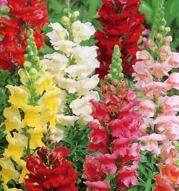 Gura Leului Rust Resistant Mixed1