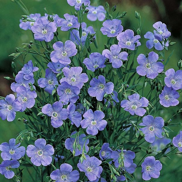 In decorativ (Linum)  Blue Dress2