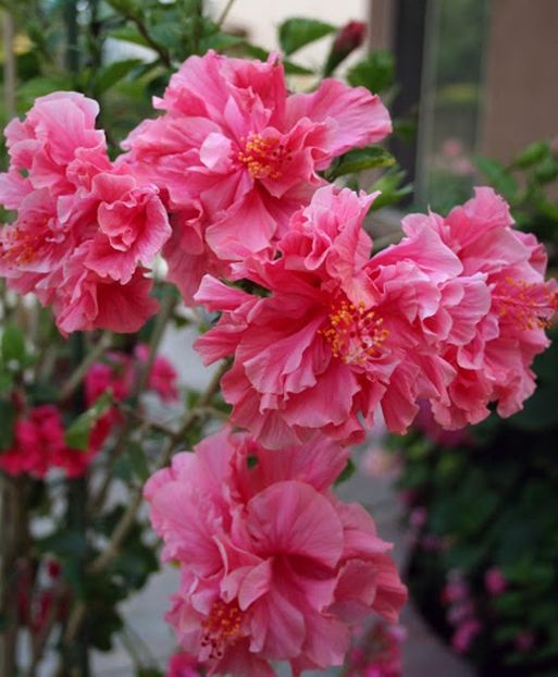6. Hibiscus Kona - ID-uri gresite pentru hibiscus