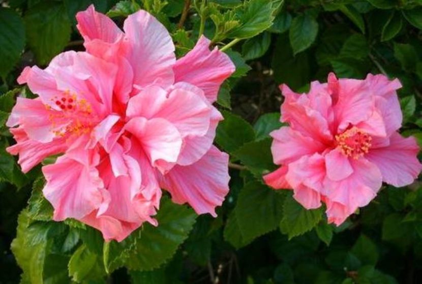 Hibiscus Kona-preluare internet - ID-uri gresite pentru hibiscus