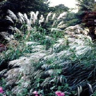 Grass Silver