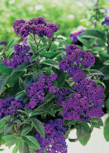 Heliotrope Marine