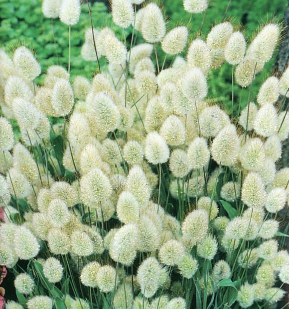 Lagurus Bunny Tail.