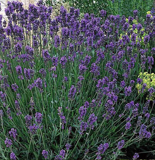 lavender-munstead  Strain