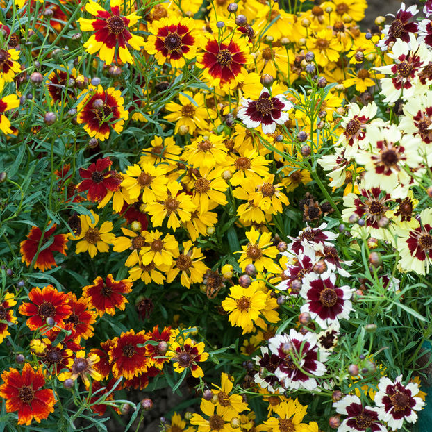 Lipscanoaie Coreopsis Incredible dwarf mix 1