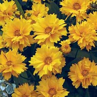 Lipscanoaie Coreopsis Presto