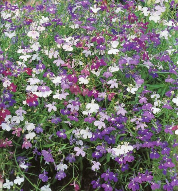 Lobelia Cascade Mixed