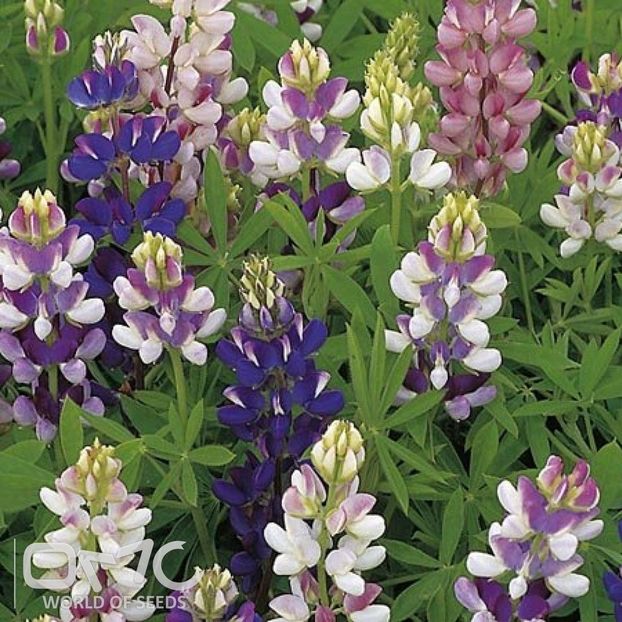 Lupin nanus anual Pixie DelightMix1 cafeluta
