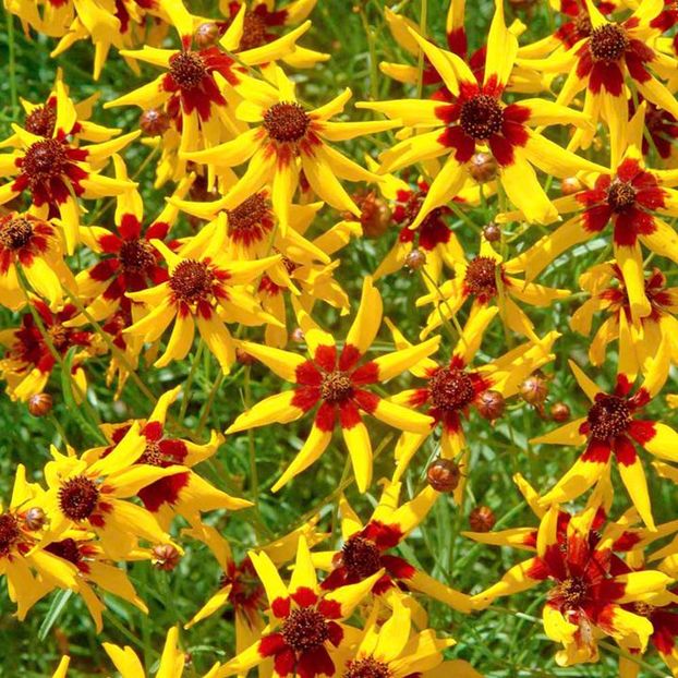 Lipscanoaie Coreopsis Mardi Gras