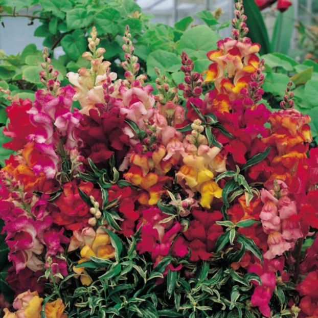 Gura Leului variegat FrostedFlames