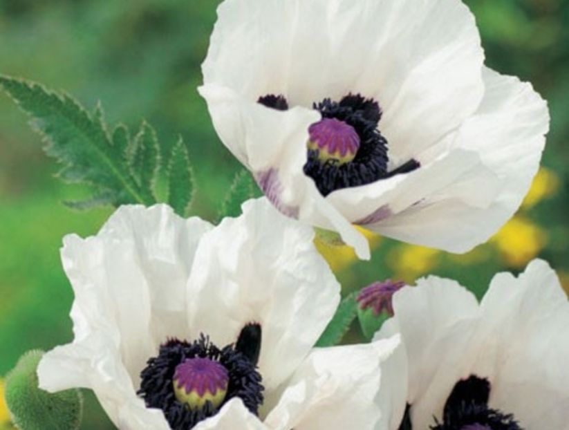 Mac peren Papaver Royal Wedding