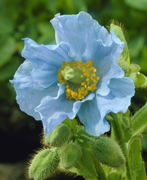 Mac perenPapaver Tibetan Poppy