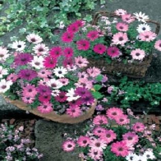 Margareta africana Osteopermum Daisy-Mae Mixed