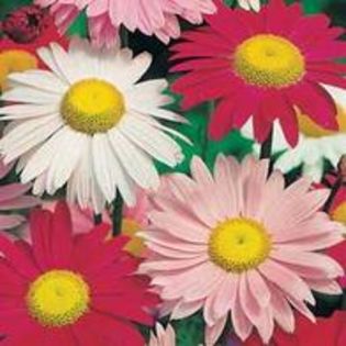 Margarete colorate Pyrethrum Single Mixed