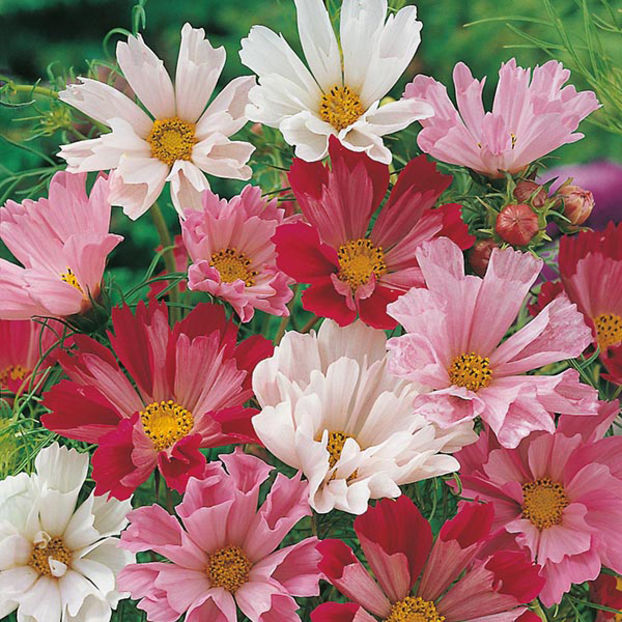 Mararite Cosmos bipinnatus Seashells Mixed