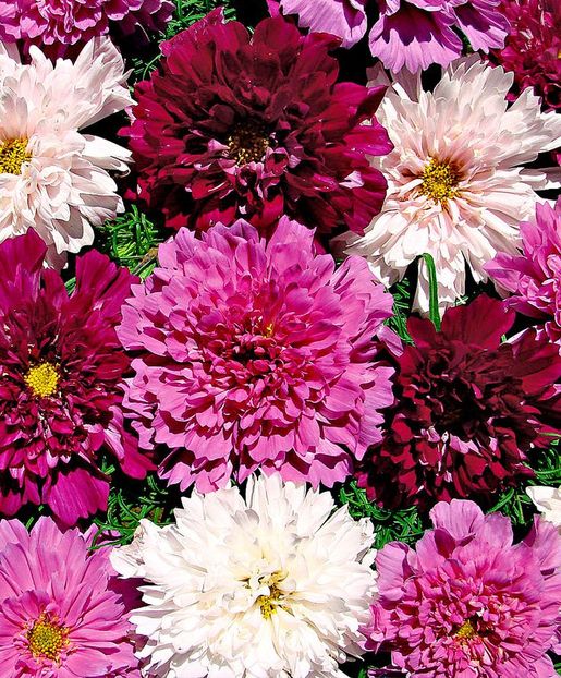 Mararite Cosmos Double Click