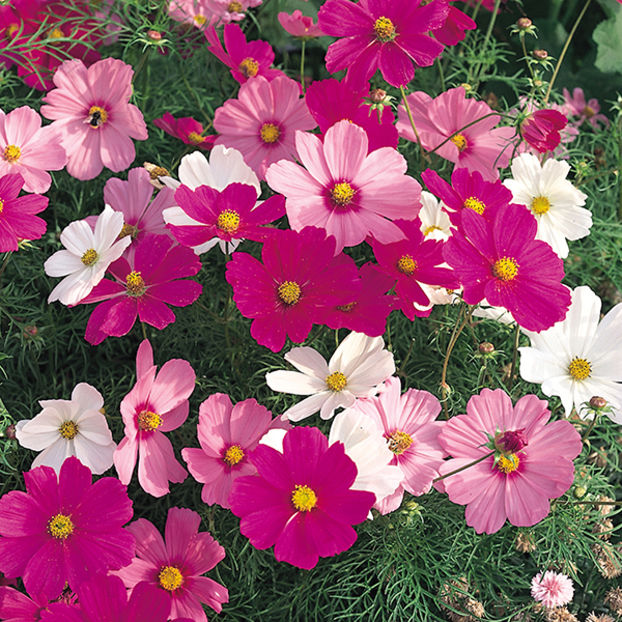 Mararite Cosmos Dwarf Sonata mix