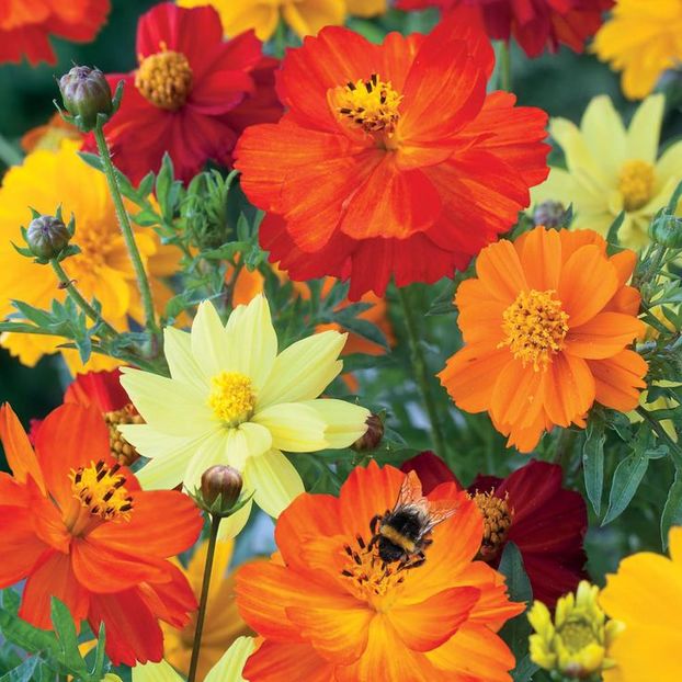 Mararite Cosmos s. Polidor Mix