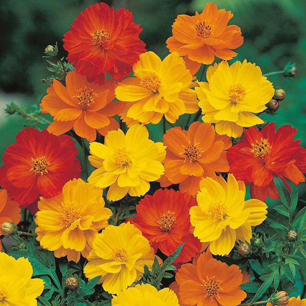 Mararite Cosmos s. Polidor Mix 0