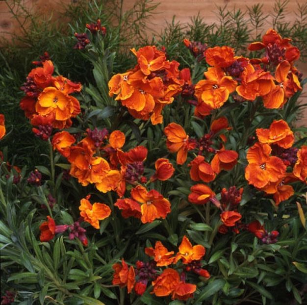 Micsunele Cheiranthus Fire King