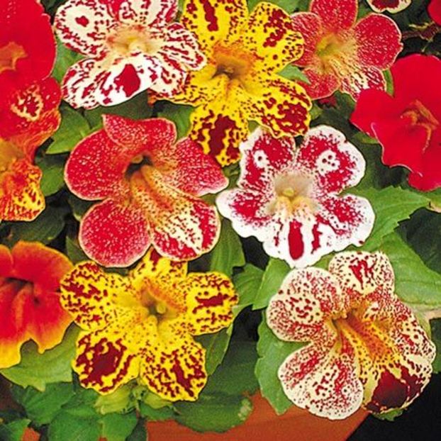 Mimulus super hybrid mix