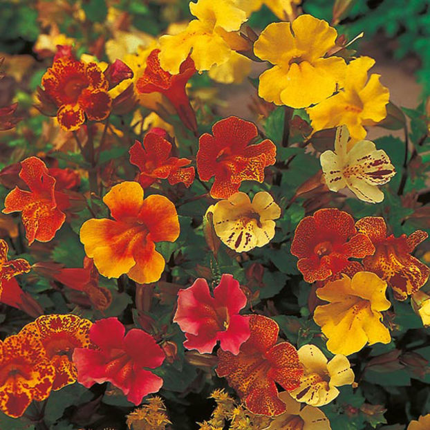 Mimulus
