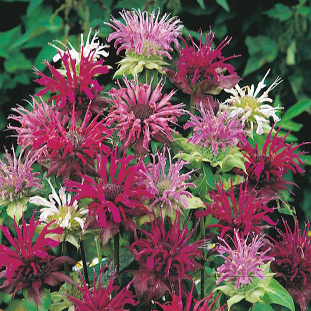 Monarda Panorama Mix1 menta mexicana