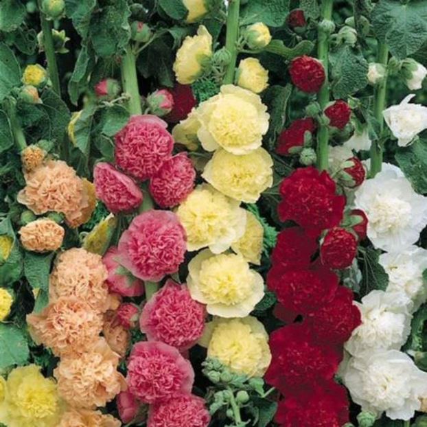 Nalbe de gradina(Alcea) Chaters Double Mixed1.1