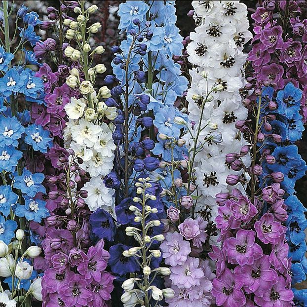 Nemtisor peren Delphinium Pacific giant.