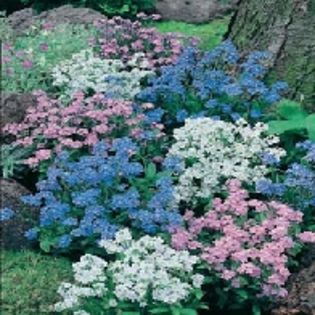 Nu Ma Uita Myosotis Mixed