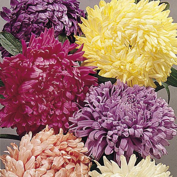 Ochiul boului Duchess Mixed