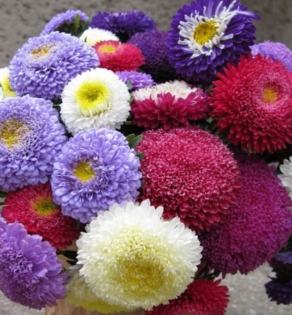 Ochiul boului Pompon mix