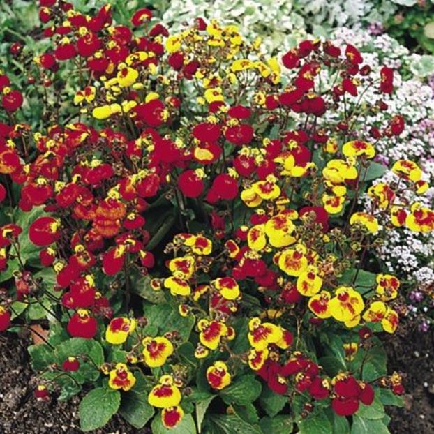 Papucul Doamnei Calceolaria Sunset Mix