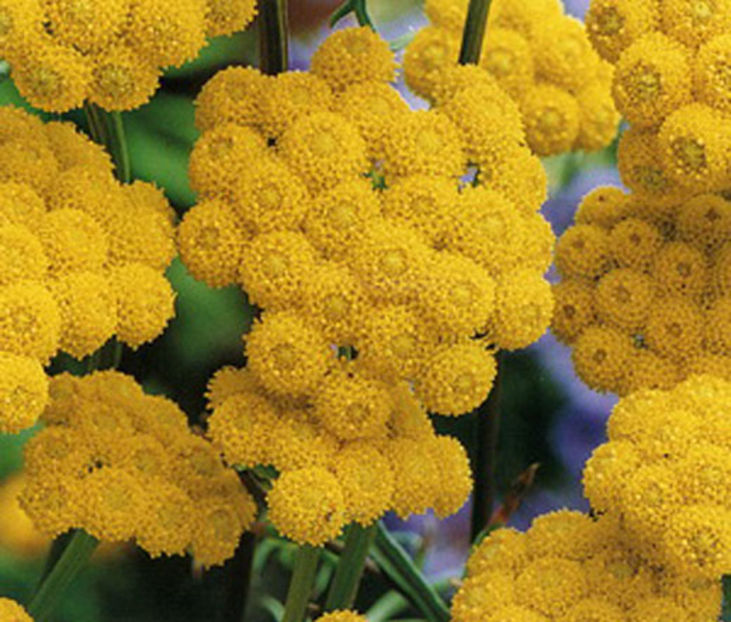 Pufuleti (Ageratum) Golden Sun1.1