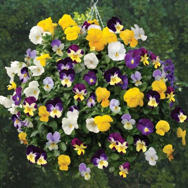 Panselute Viola Comedy Mixed