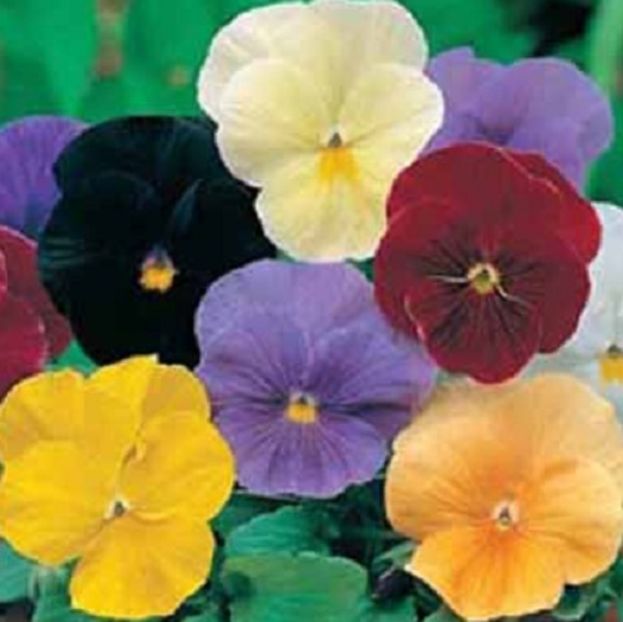 Panselute Viola crystal clear mixed