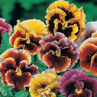 Panselute Viola Frou Frou Mix
