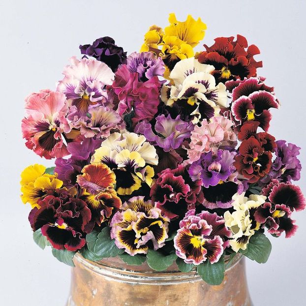 Panselute Viola Frou-Frou