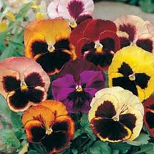 Panselute viola swiss giant.
