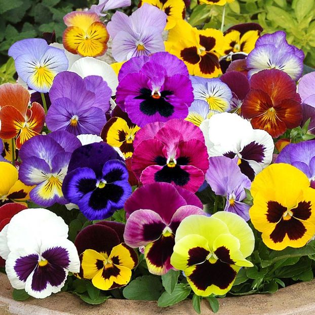 Panselute viola swiss giant