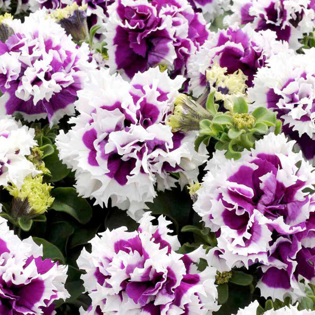 Petunia batuta Pirouette Purple - SEMINTE HOBBY flori