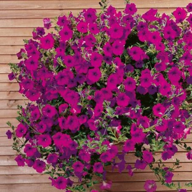 Petunia curgatoare Purple Wave - SEMINTE HOBBY flori