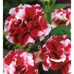 Petunia Duo Cherry Tart - SEMINTE HOBBY flori